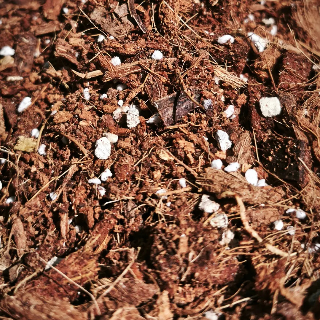 Sustrato para plantas de interior