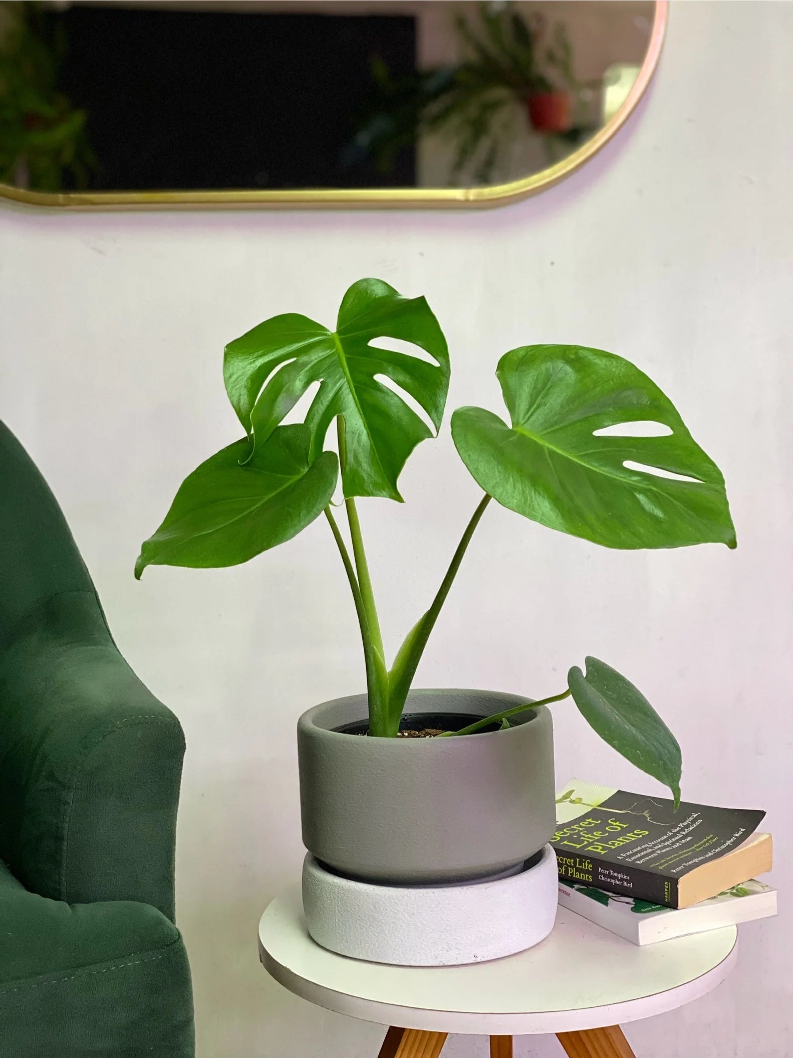 Monstera Deliciosa